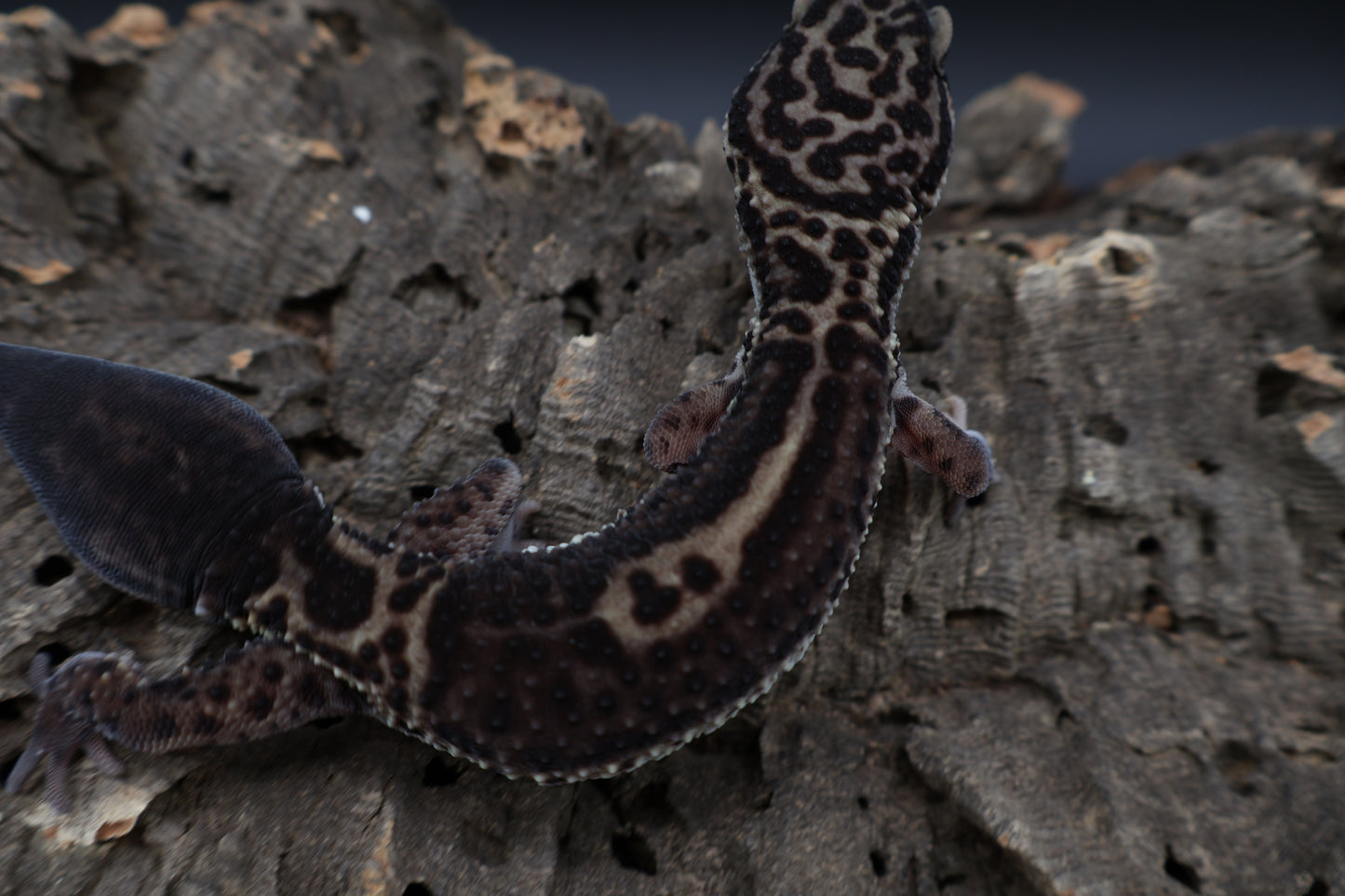 Female 75% Black Night 25% Afghanicus (B-Tier; small for age; regen tail)