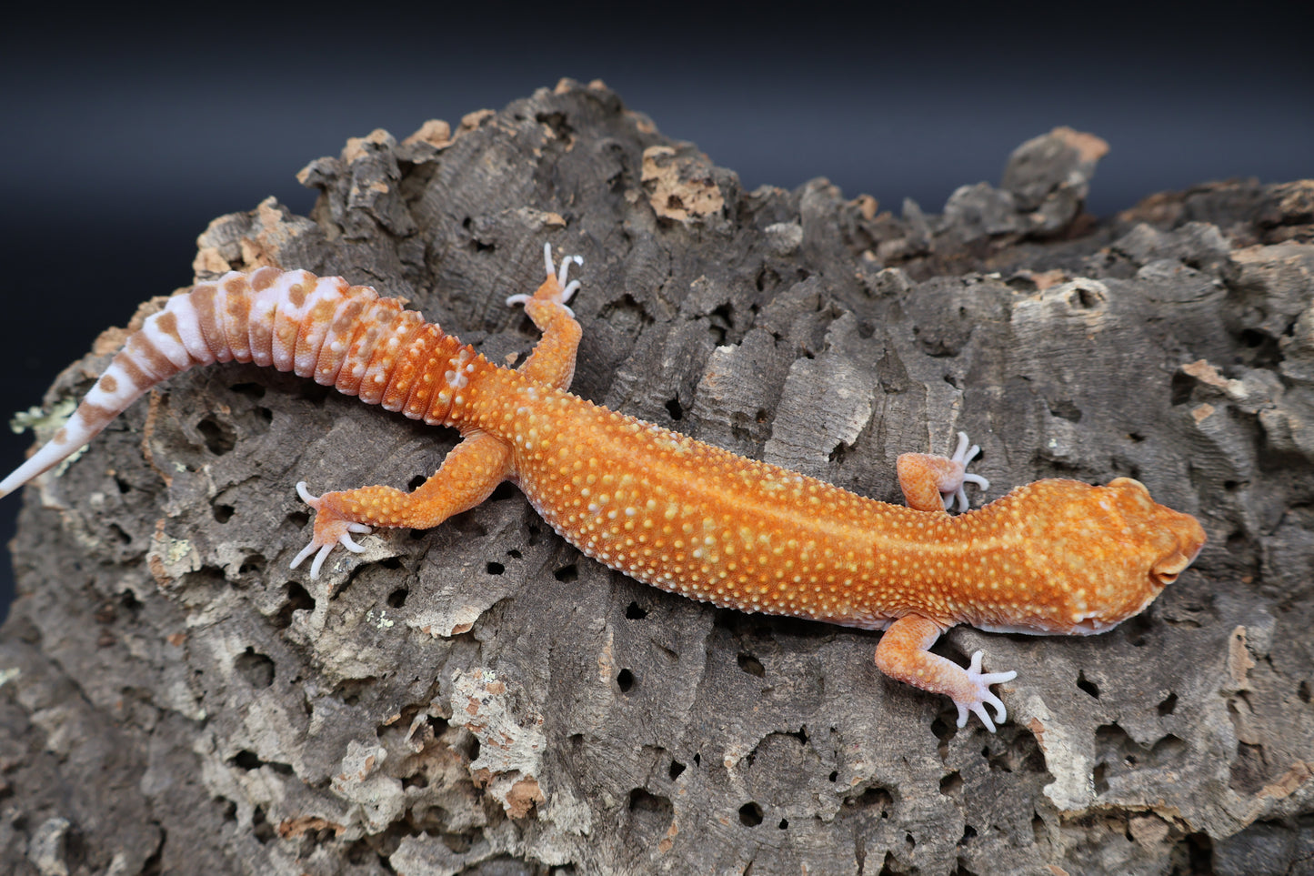 Female Mandarin Inferno Red Stripe Emerine Tremper Albino
