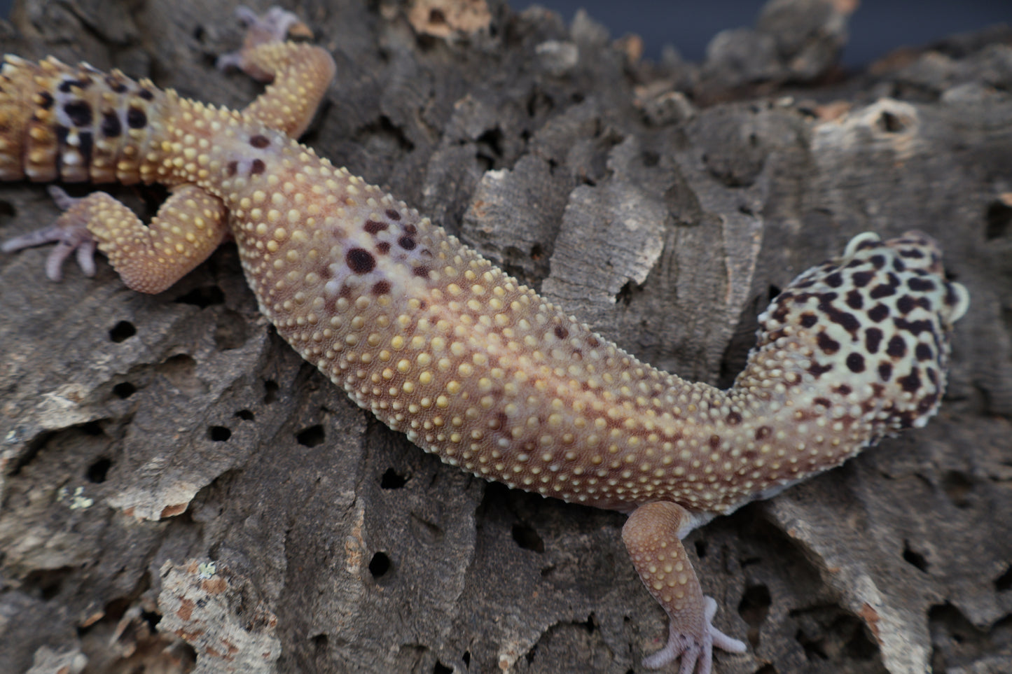 Female Black Night Tangerine Tornado (ovulating)