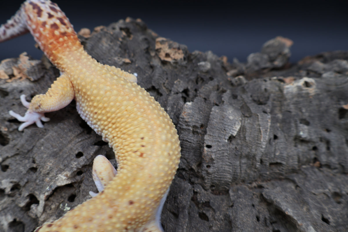 Male Tangerine RADAR (Solid Red Eyes)
