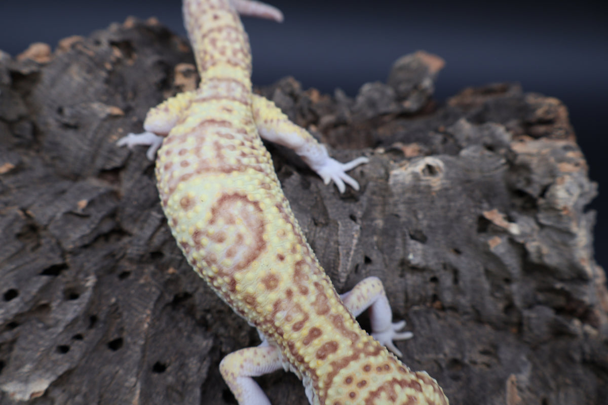 Male Super Giant Blood RADAR (75% Red Eyes, 10" long)