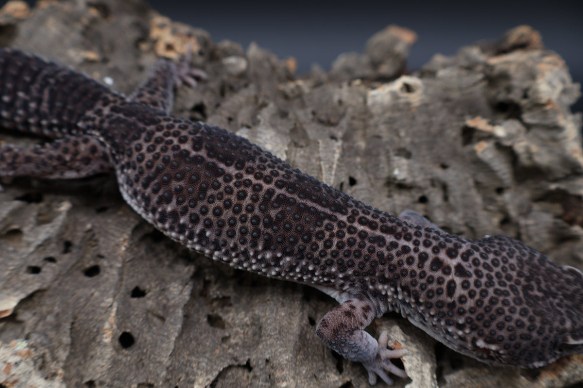 Male Black Night Mack Snow (A-Tier; good breeder)