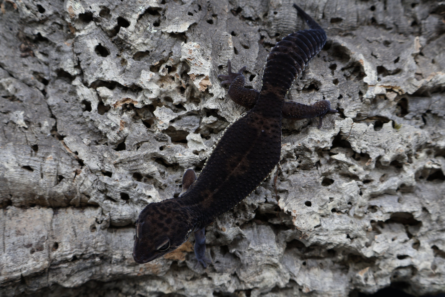 Black Night (S-Tier)