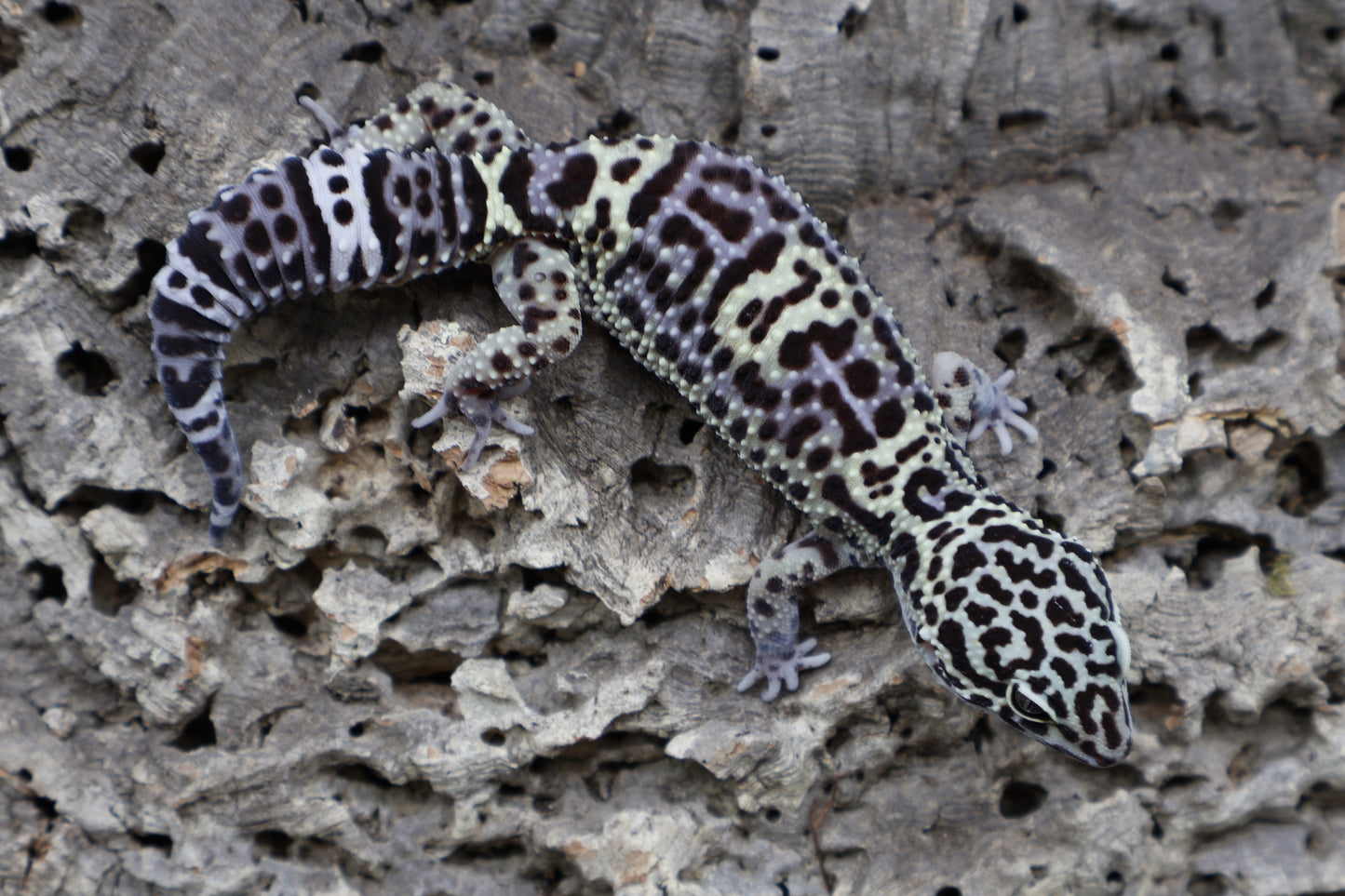 50% Black Night 50% Afghanicus