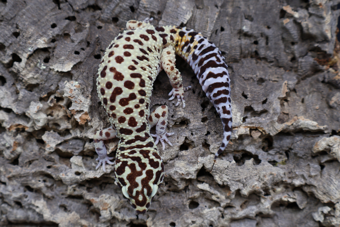 Female Blood Bold Cross
