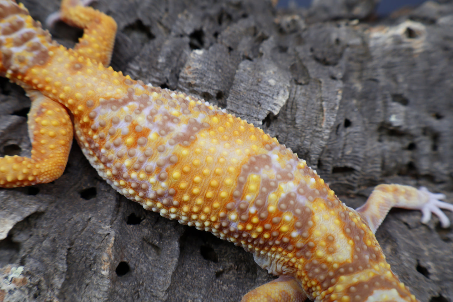 Female Lost ID Tag (probably Black Blood Tremper Albino)