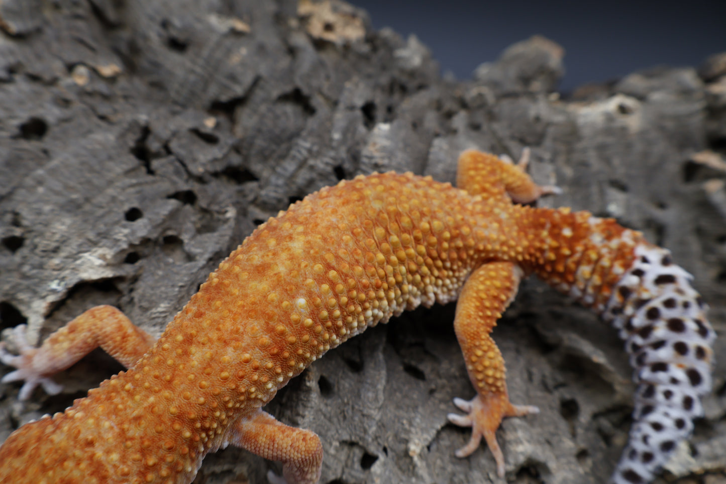 Female Mandarin Inferno