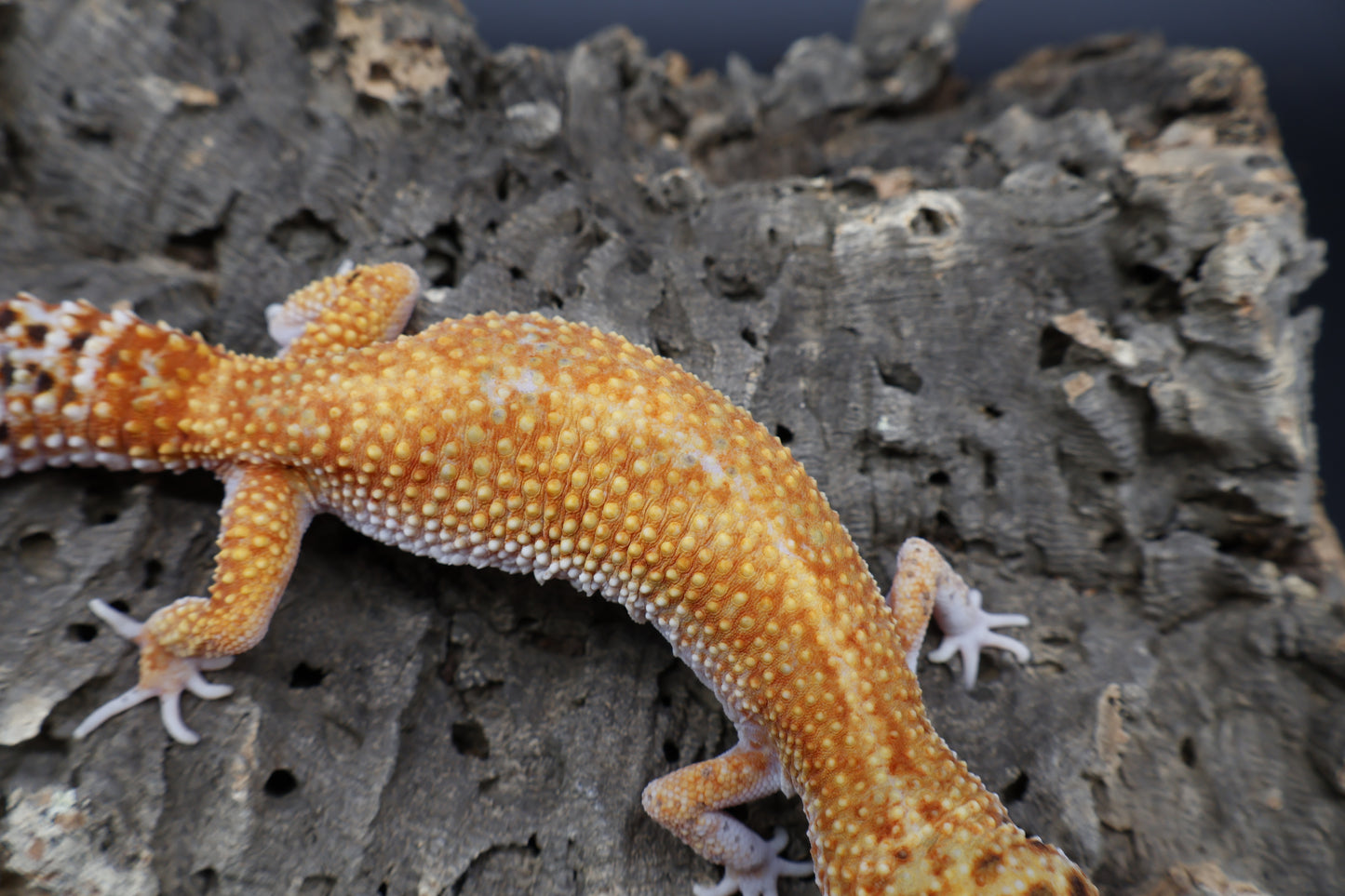 Female Clown Inferno Emerine Green Head