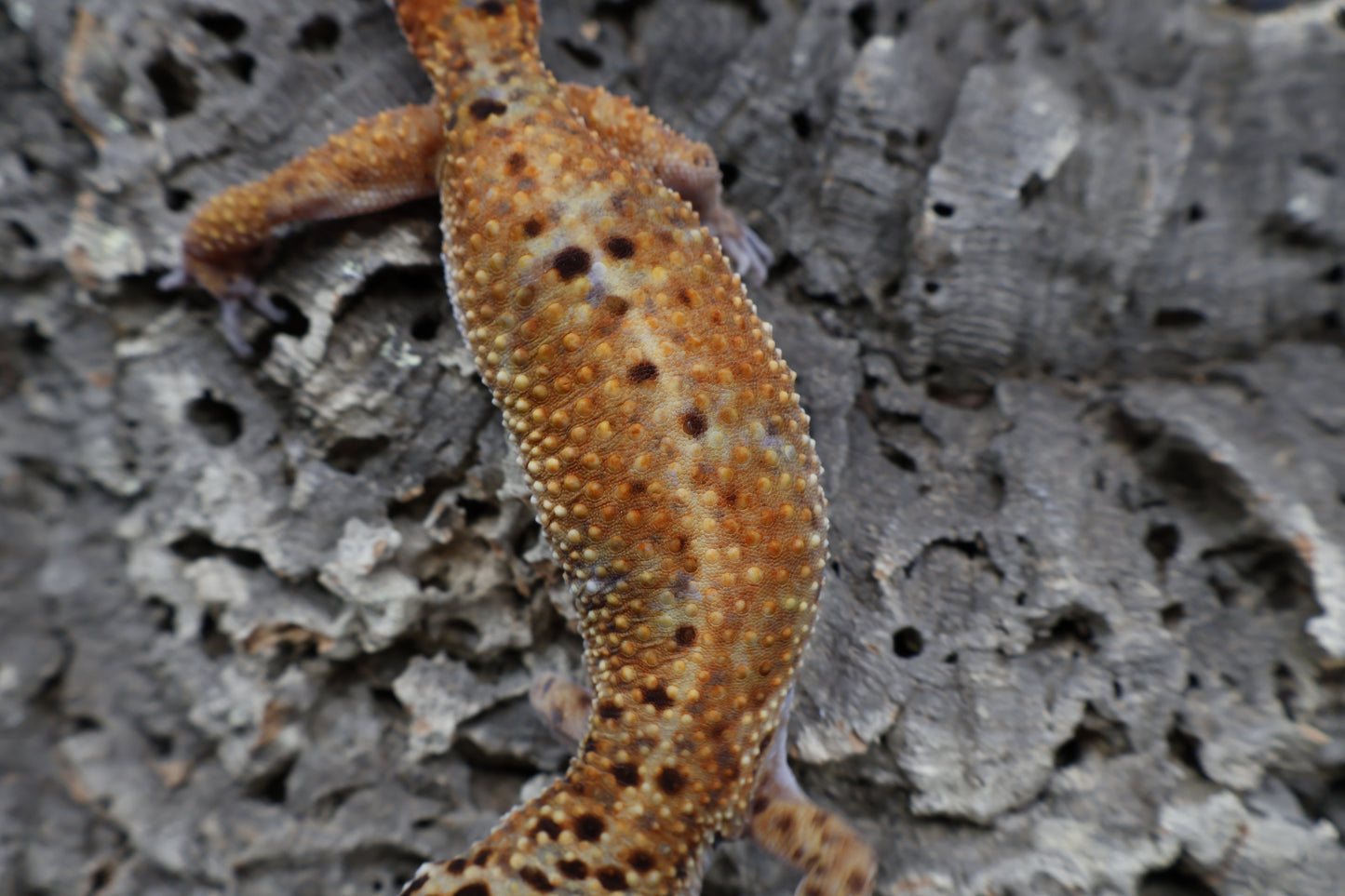 Female Mandarin Inferno Emerine