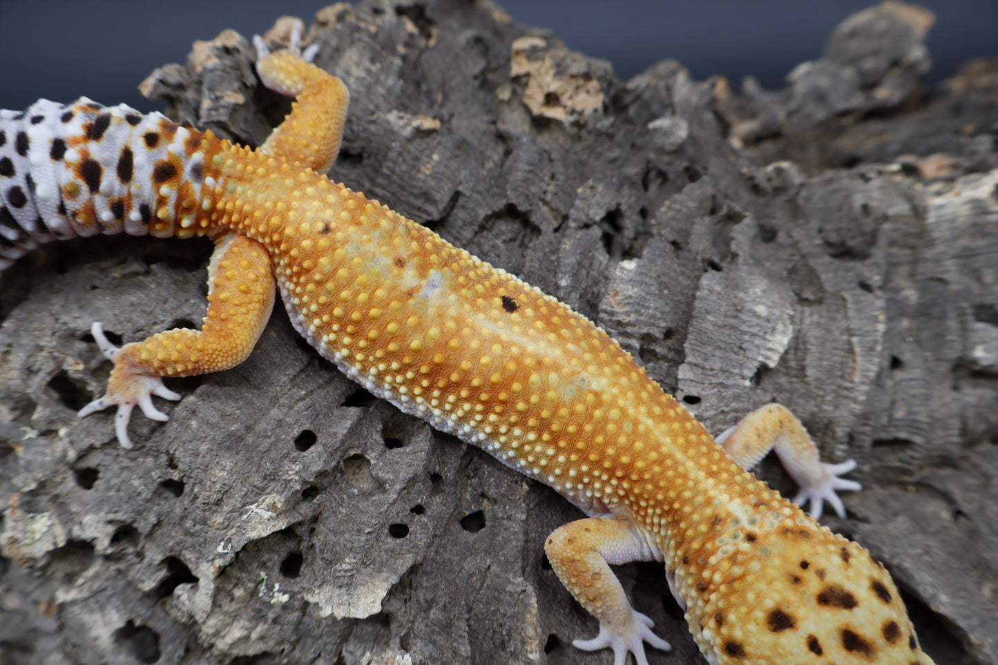 Female Clown Inferno Emerine