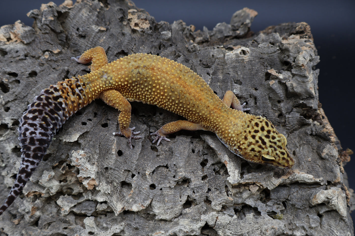 Female Tangerine Tornado