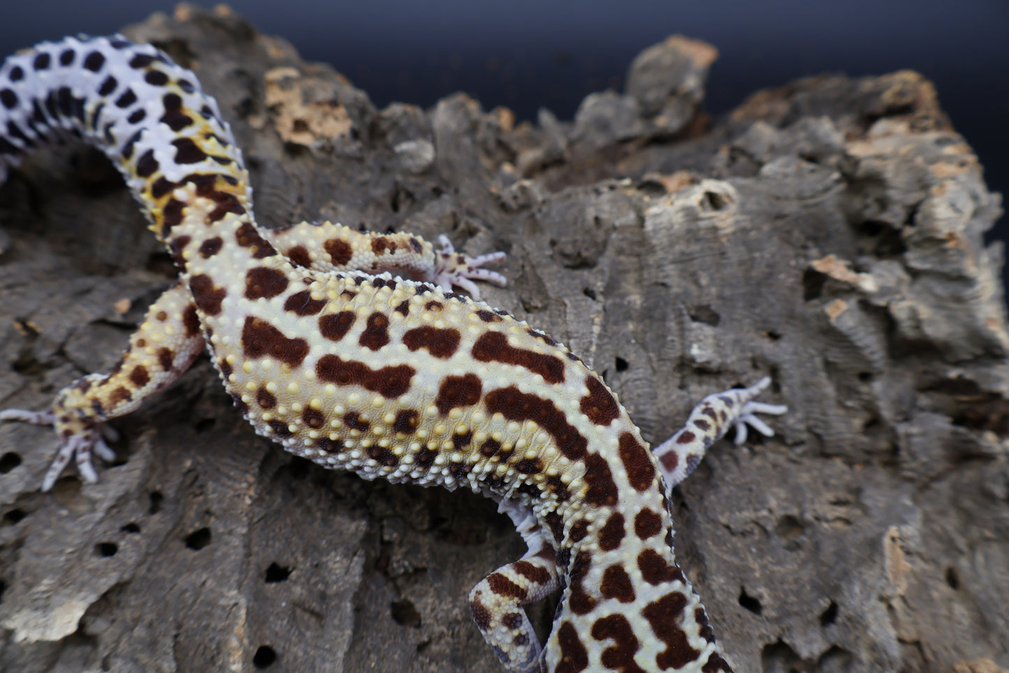 Female Hyper Xanthic Bold Stripe Halloween Mask Bandit