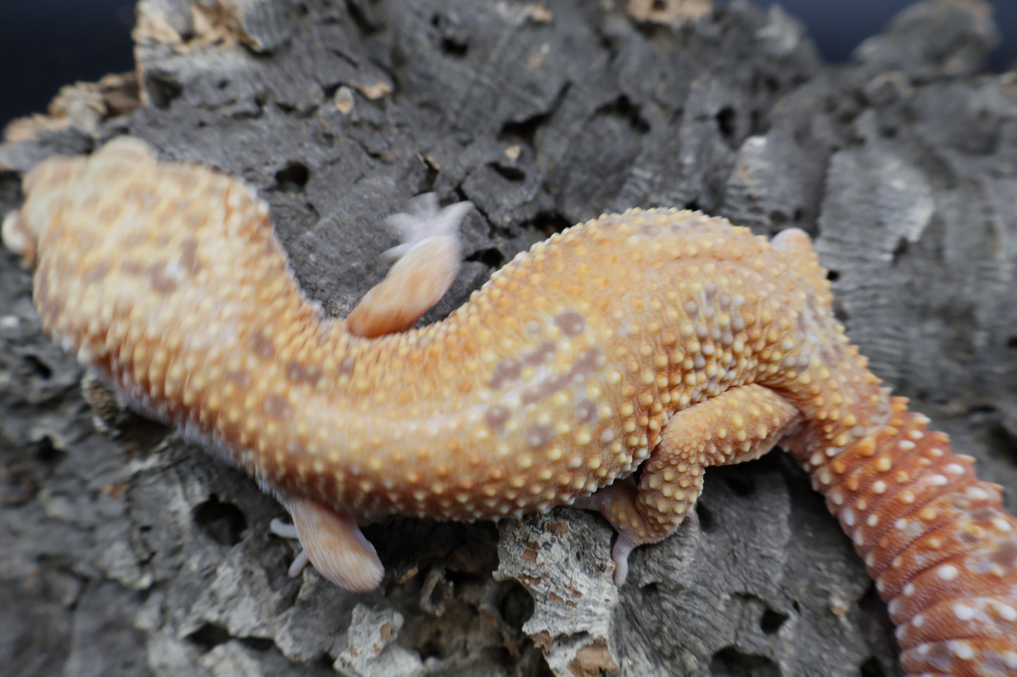 Female Mandarin Inferno Tremper Albino