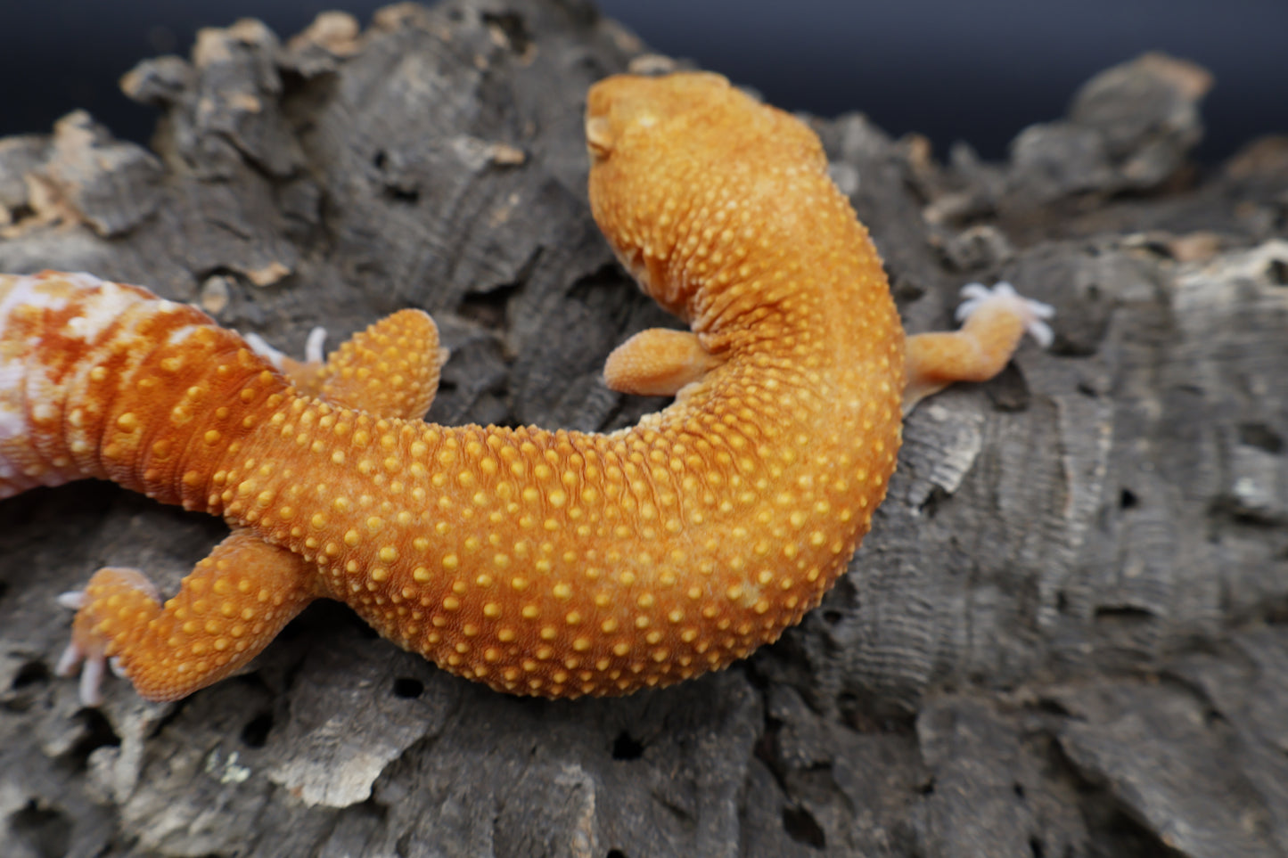 Female Mandarin Inferno Tremper Albino