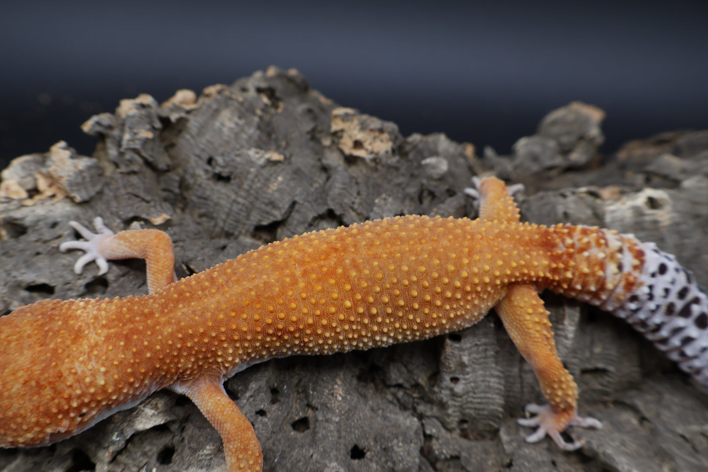 Female Tangerine Tornado