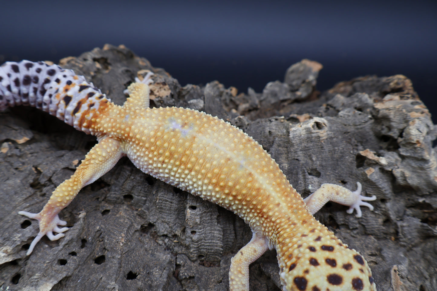 Female Mandarin Hyper Xanthic Bold possible White & Yellow