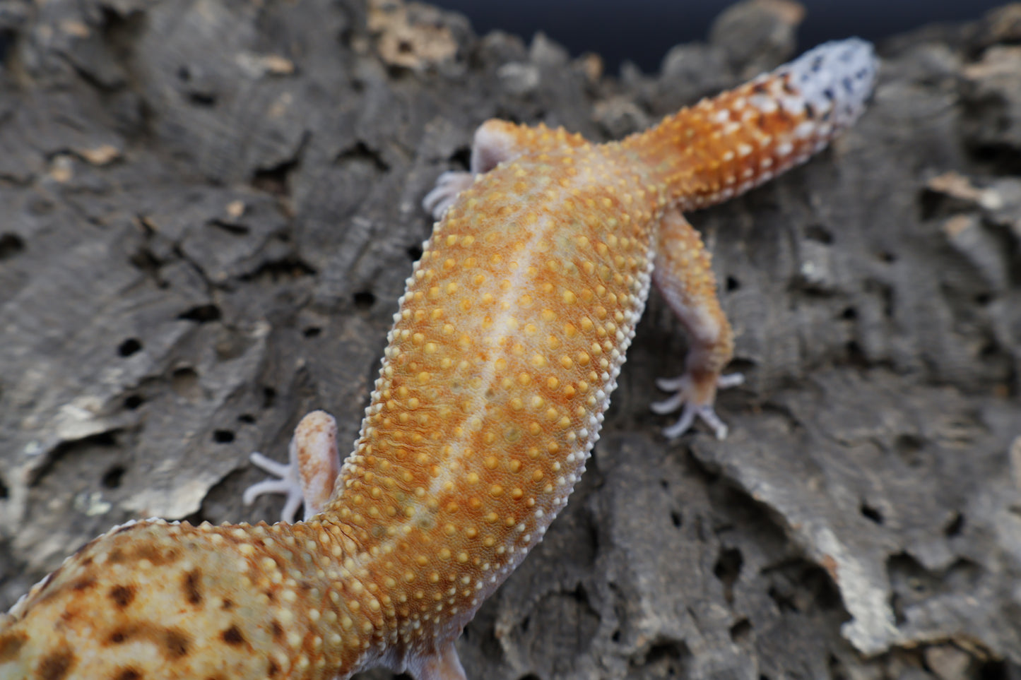 Female Mandarin Inferno