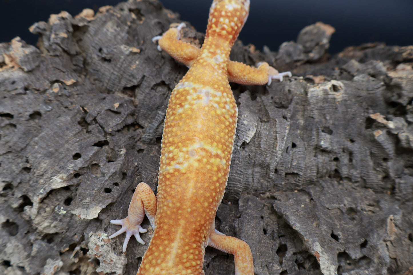 Male Mandarin Inferno Tremper Albino Jungle
