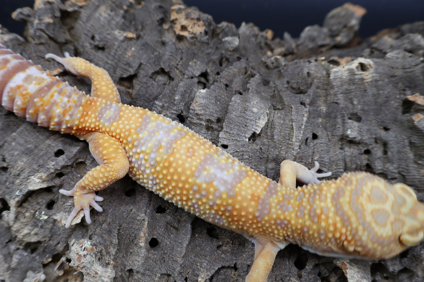 Male Mandarin Turcmenicus Tremper Albino