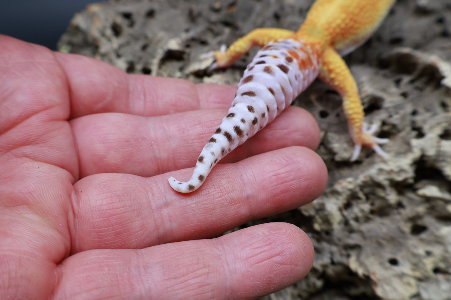 Female Mandarin Inferno Bold W&Y 100% het Tremper Albino (slight back bump / curve tail tip; does not effect gecko)