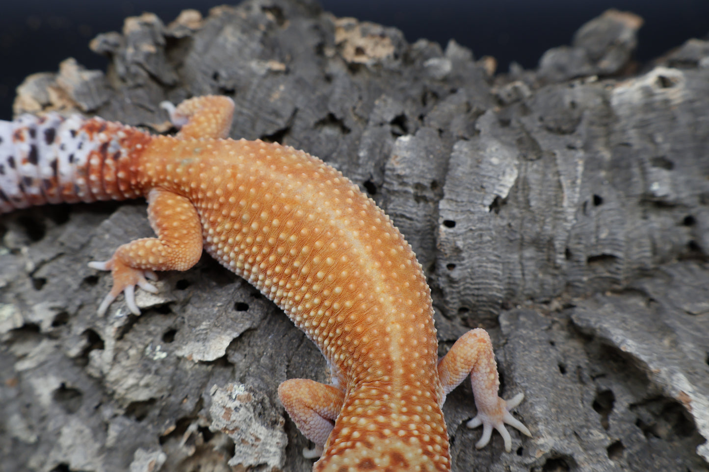 Female Mandarin Inferno 100% het Tremper Albino