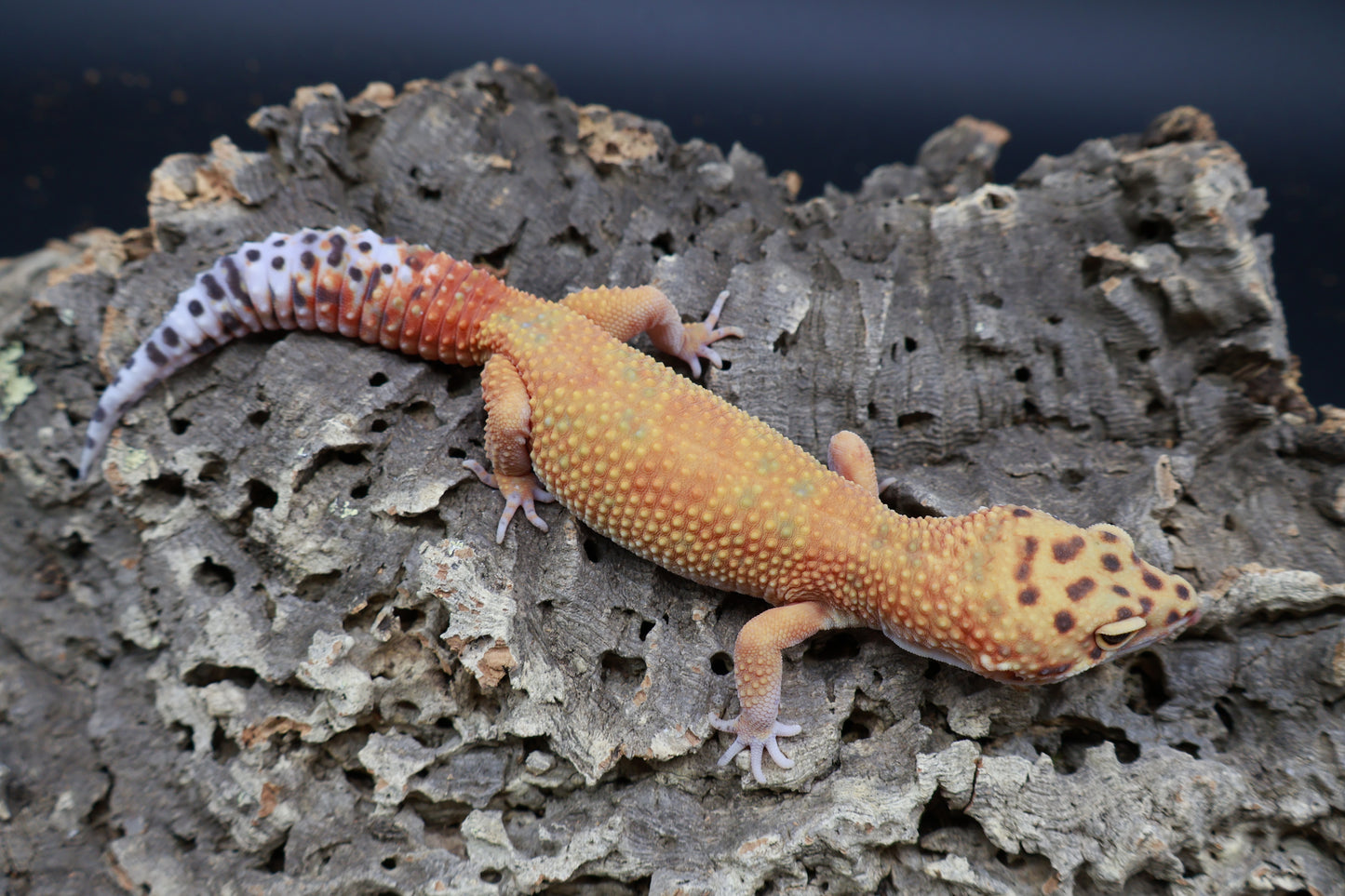 Female Mandarin Inferno Clown