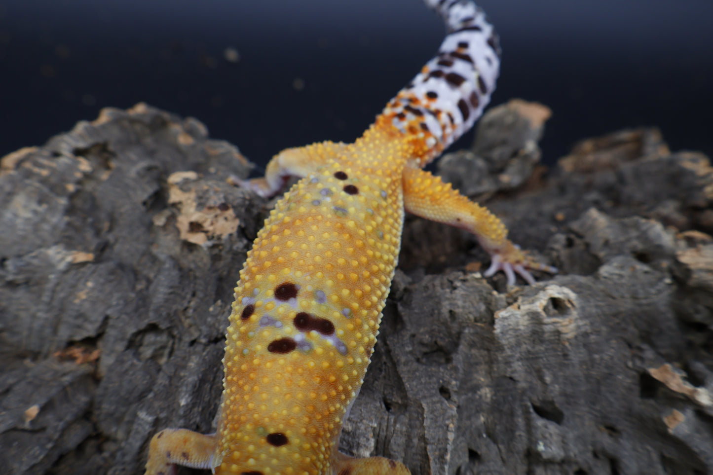 Female Mandarin Inferno Bold Fasciolatus 100% het Tremper Albino