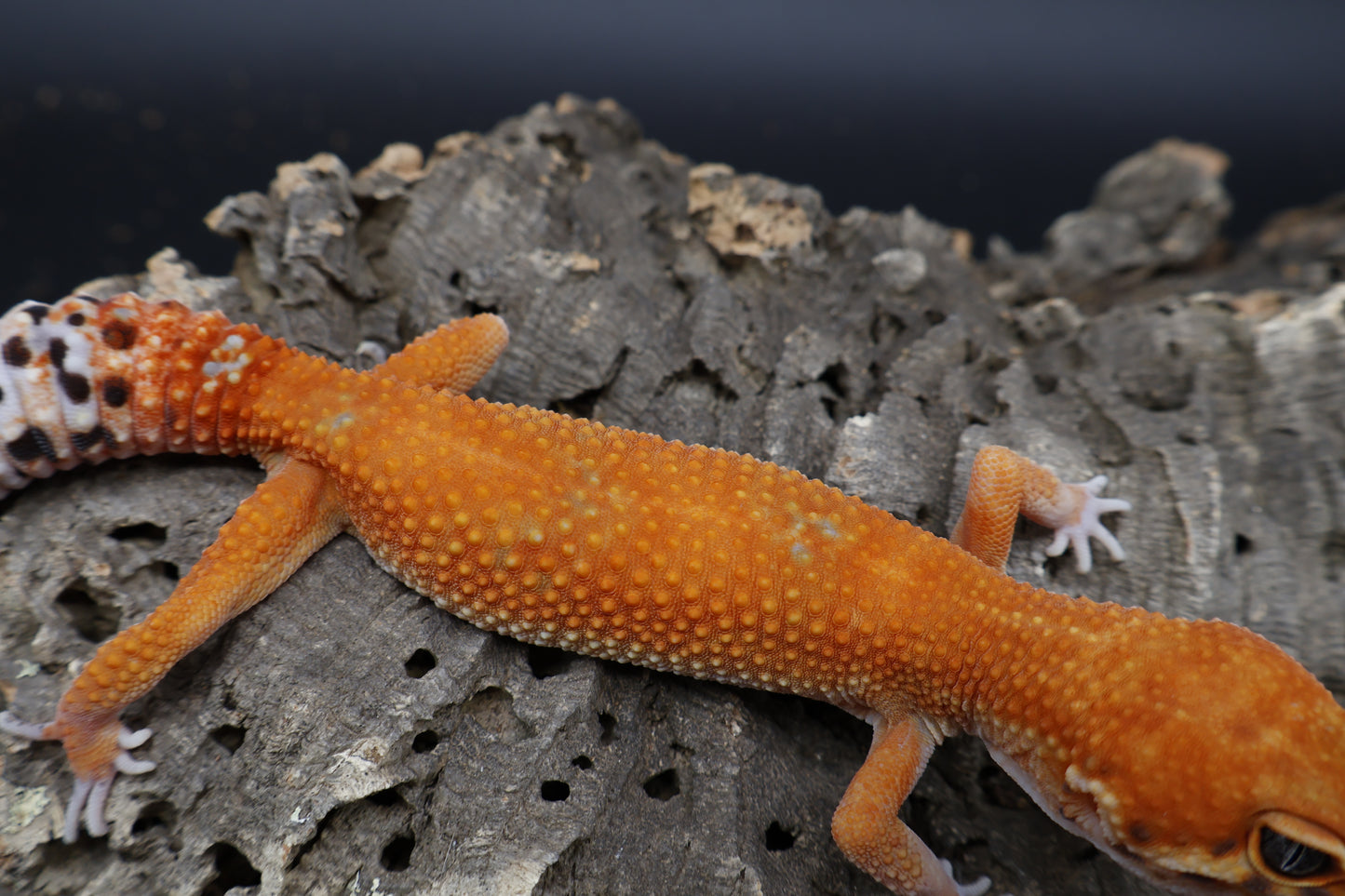 Female Mandarin Inferno
