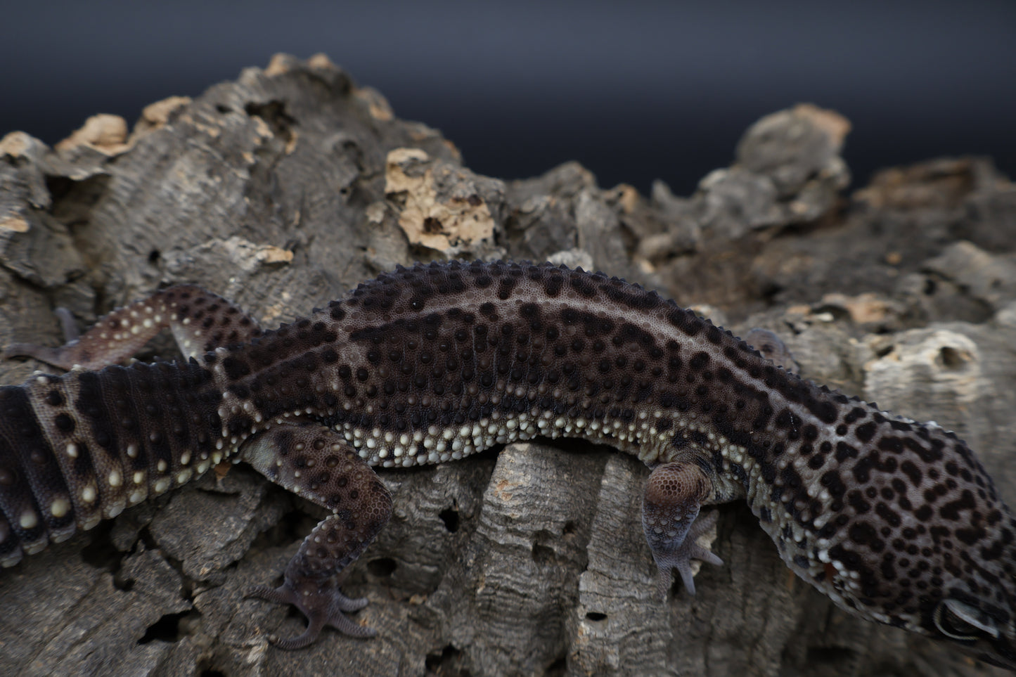 Female Black Night (A-Tier) - FREE SHIPPING