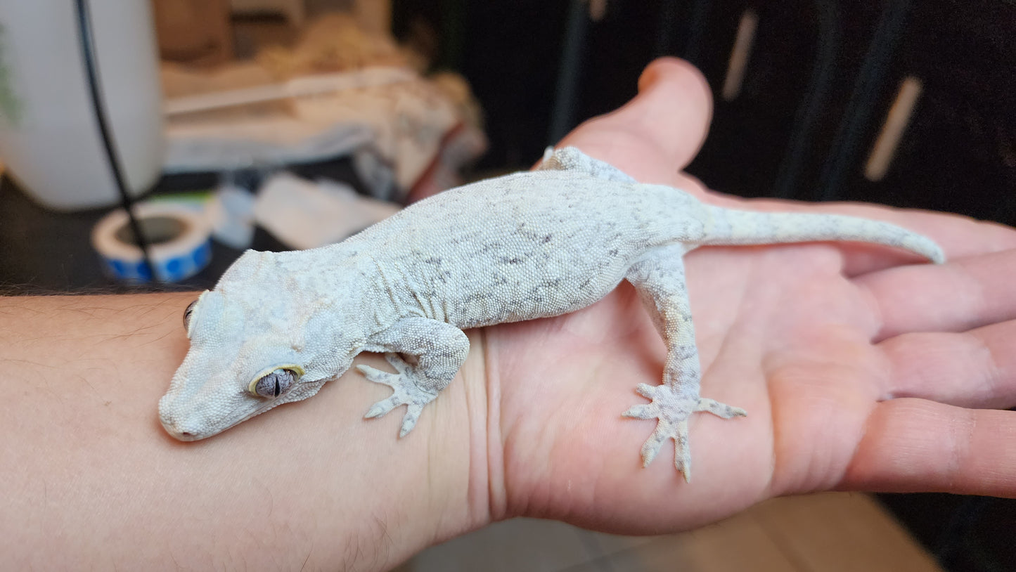 Orange Blotched Gargoyle Gecko