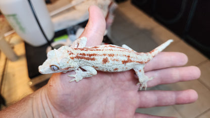 Red Striped Gargoyle Gecko