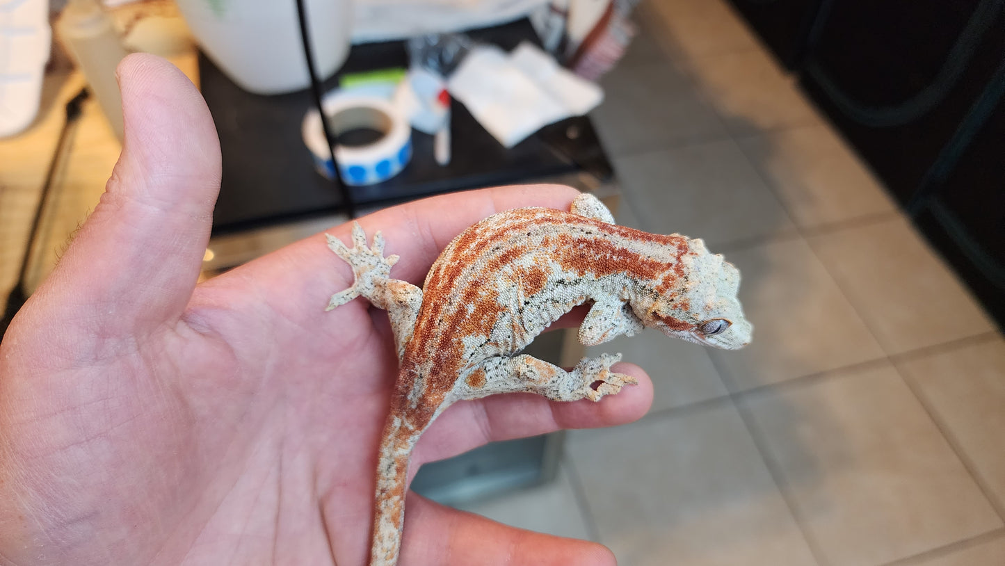 Red Stripe Reticulated Gargoyle Gecko (Interesting Looking!)