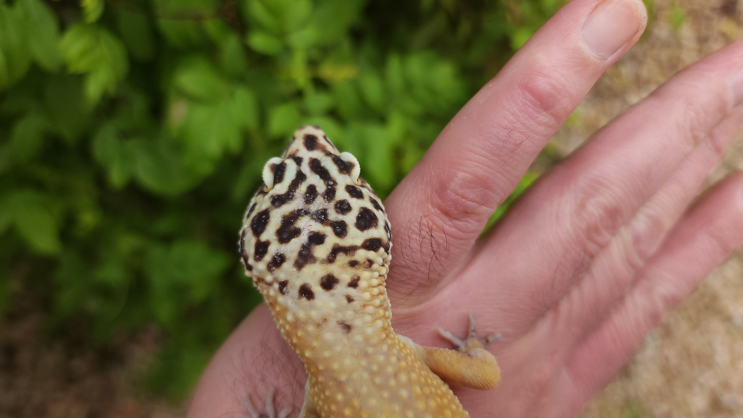 Super Hypo Bold Emerine ph RAPTOR