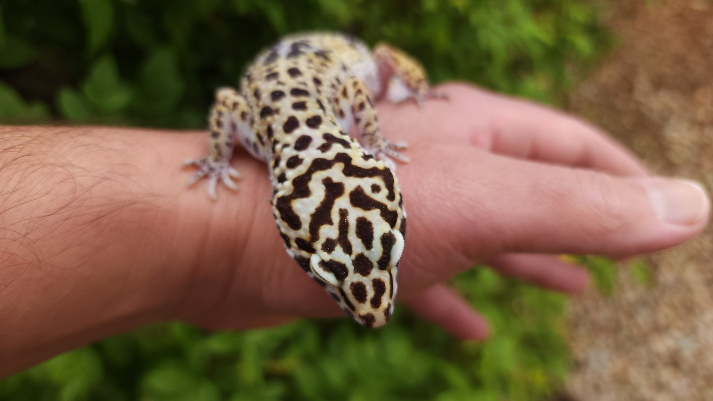 Halloween Mask Bold Emerine ph RAPTOR