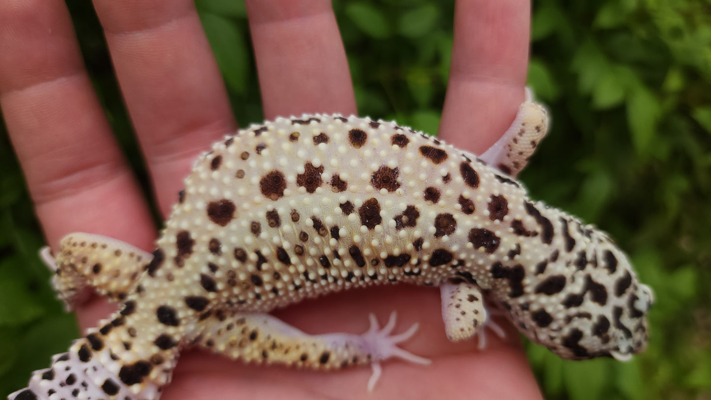 Snake eyes Eclipse Bold Emerine poss WY ph Tremper