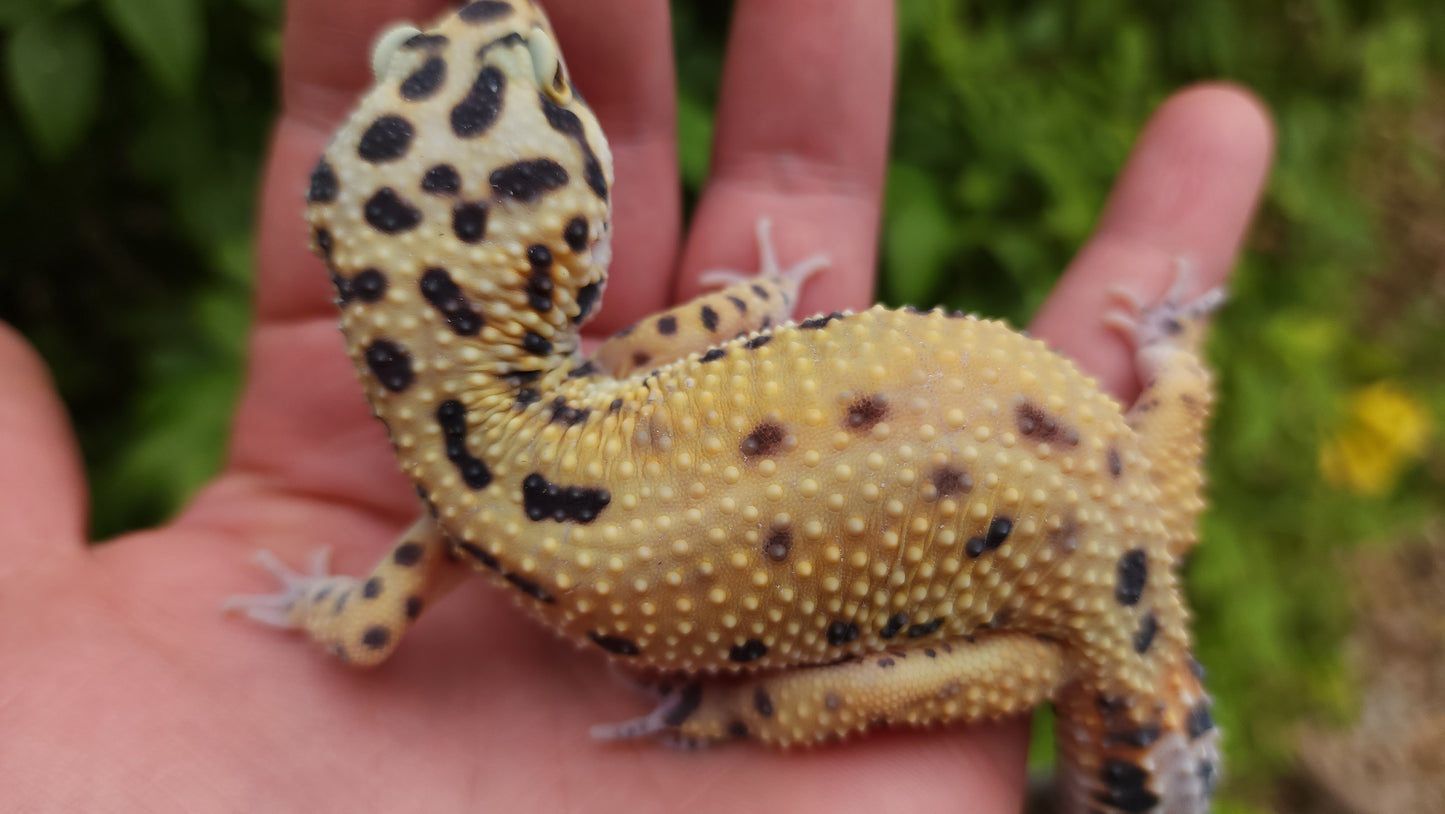 Hyper Xanthic Bold Bandit Emerine poss WY ph RAPTOR