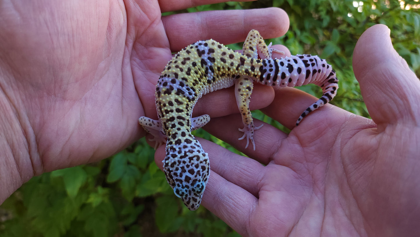 Female Pure Fasciolatus Leopard Gecko