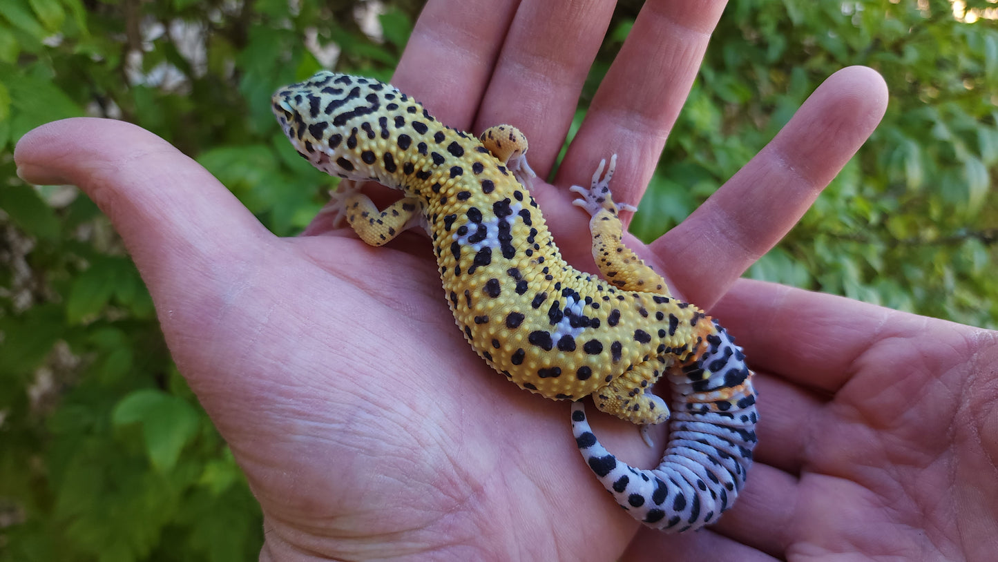 Female Fasciolatus Inferno Cross Leopard Gecko