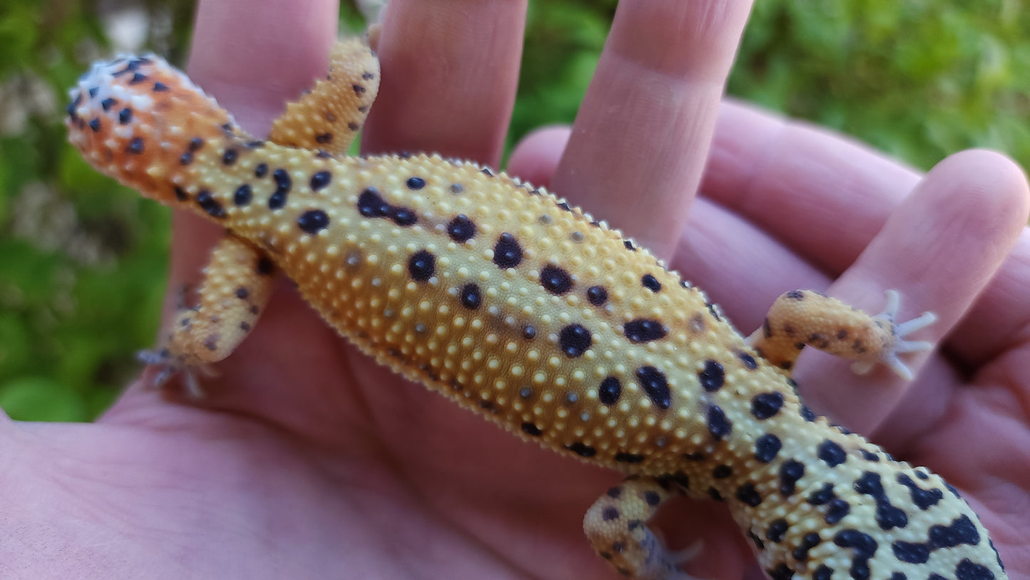 Female Inferno Bold Emerine Cross Leopard Gecko