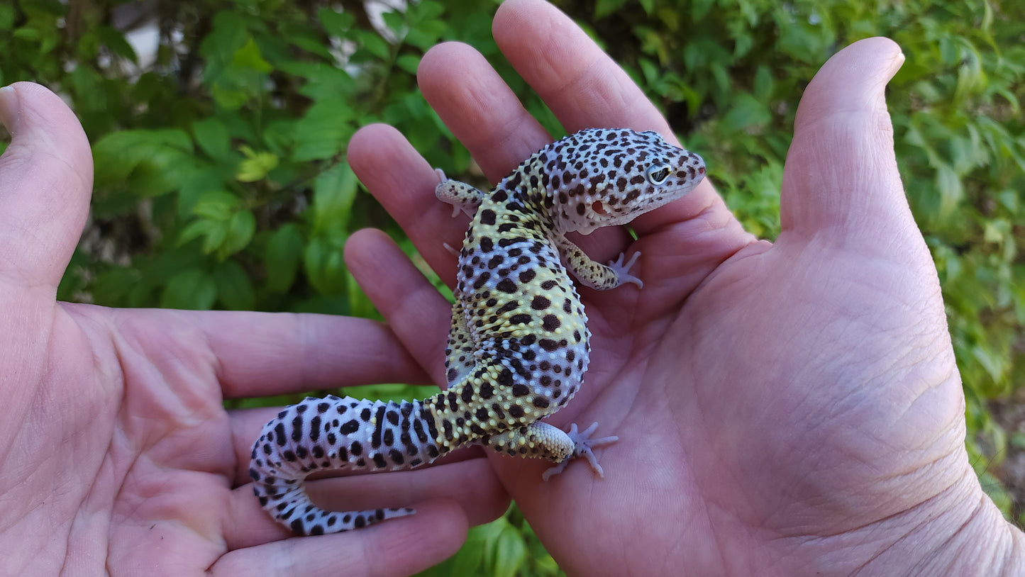 Male Pure Fasciolatus Leopard Gecko