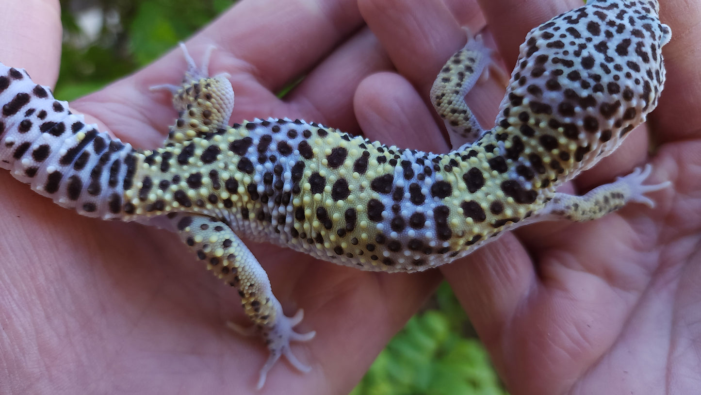Male Pure Fasciolatus Leopard Gecko