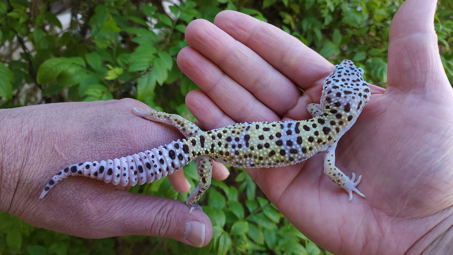 Male Pure Fasciolatus Leopard Gecko