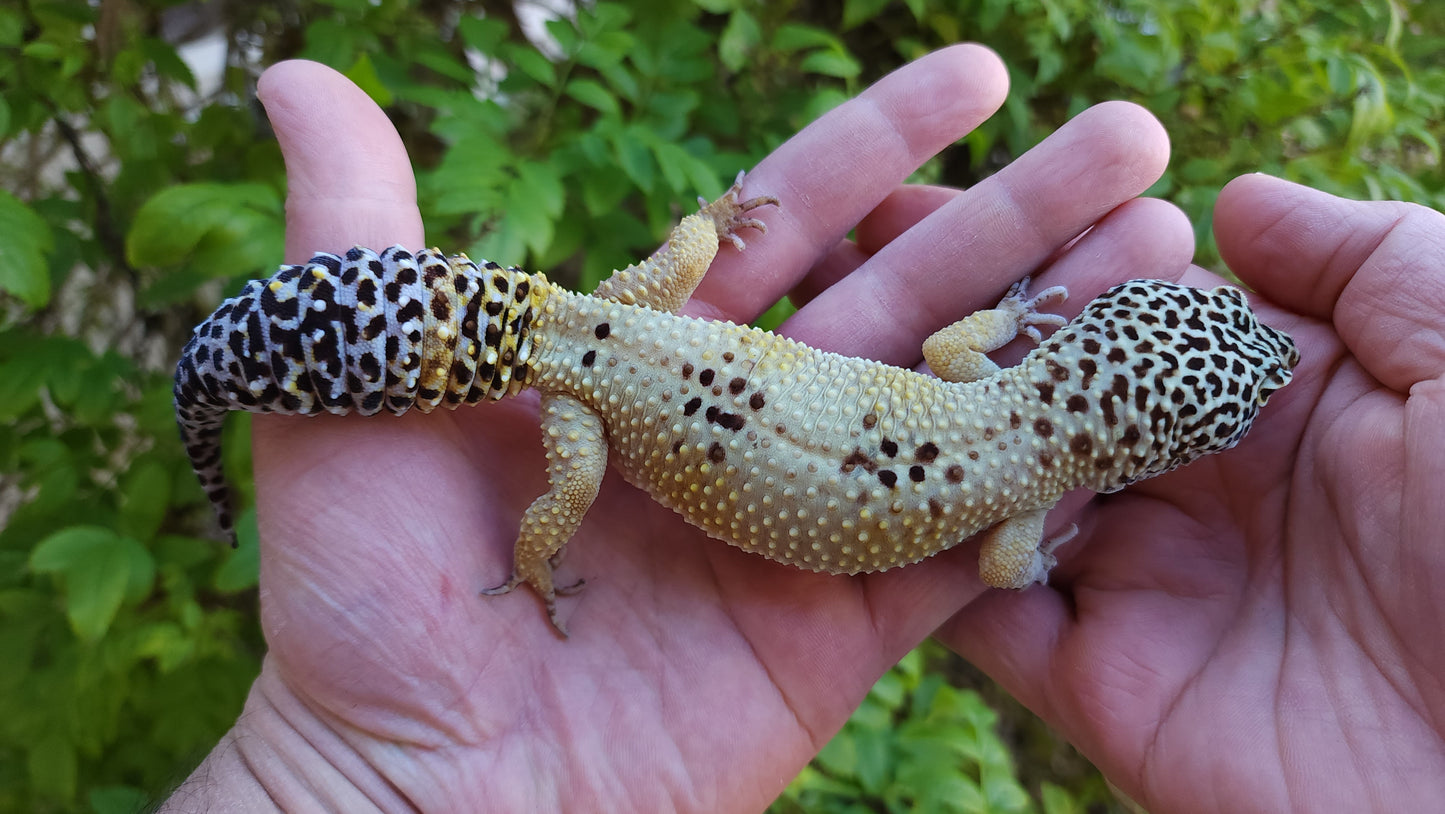 Female Hypo Leopard Gecko