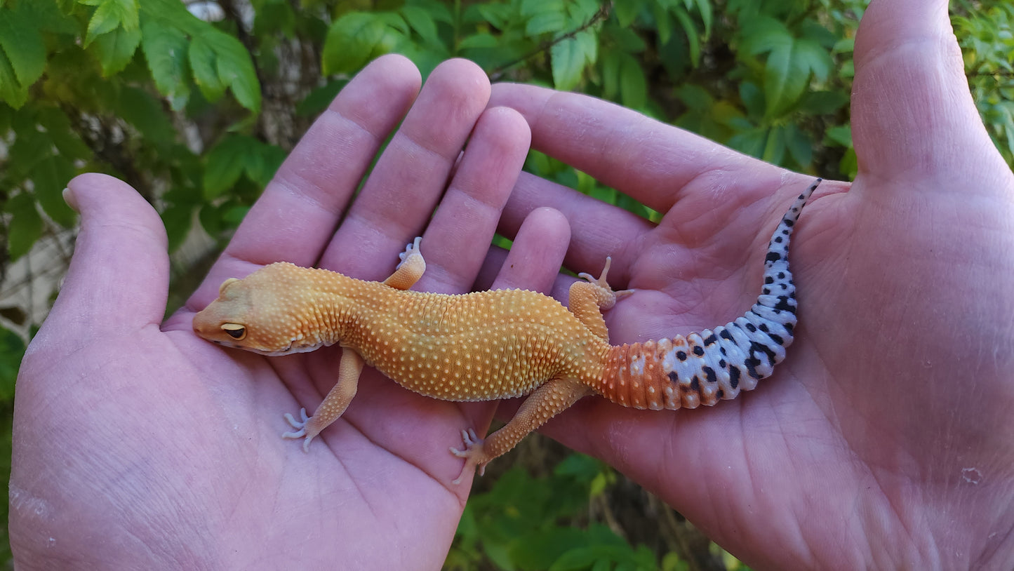 Female Mandarin Inferno Cross Leopard Gecko
