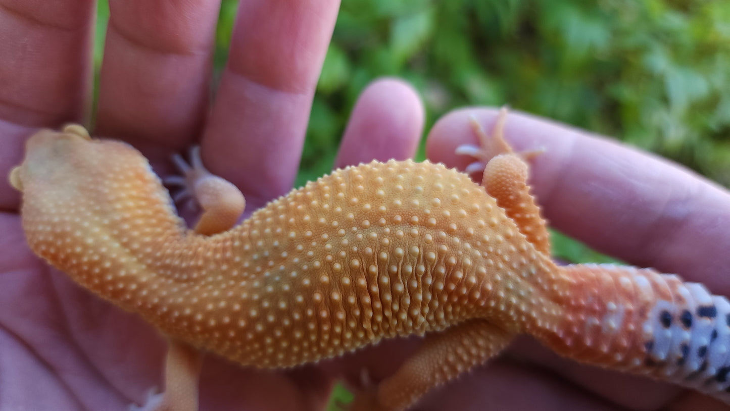 Female Mandarin Inferno Cross Leopard Gecko