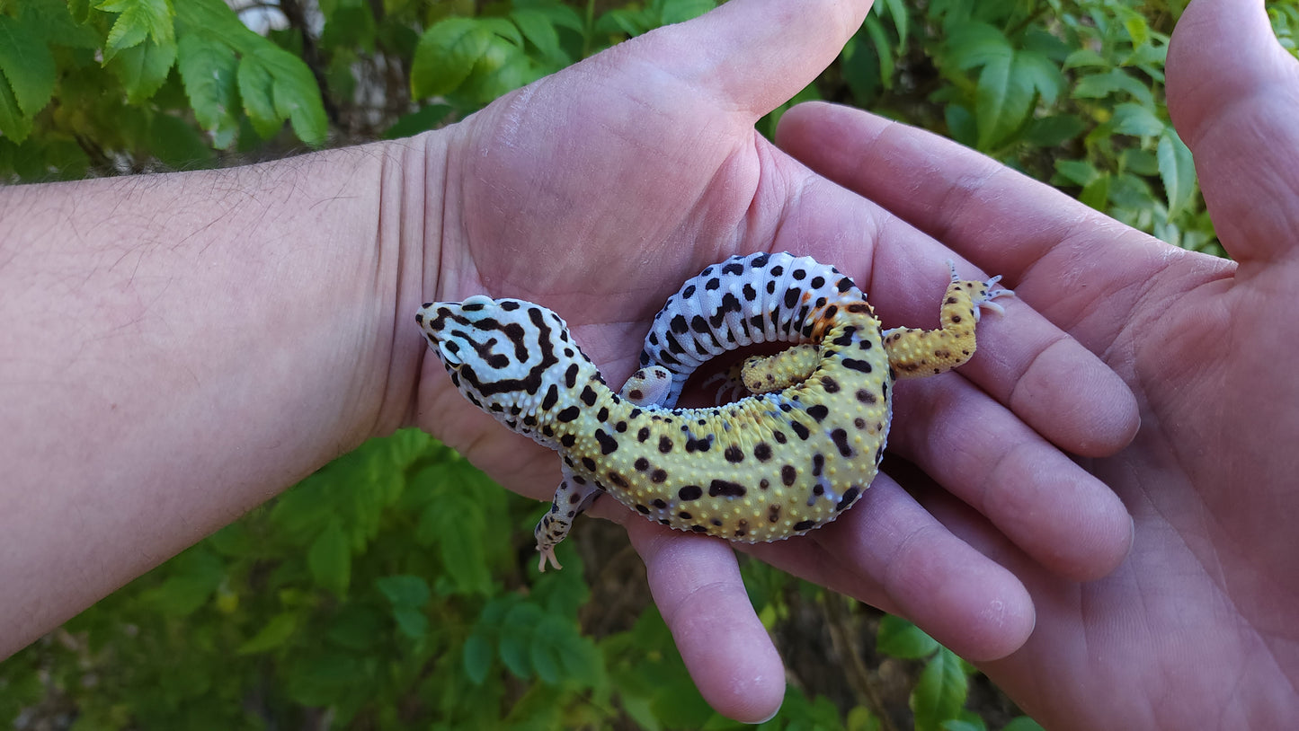 Female Hyper Xanthic Bold Emerine Halloween Mask Leopard Gecko