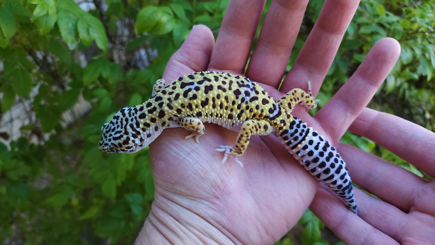 Female Fasciolatus Turcmenicus Macularius Cross Leopard Gecko