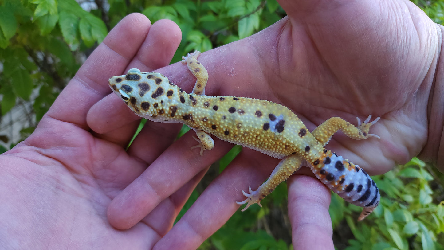 Female White & Yellow Bold Emerine Leopard Gecko