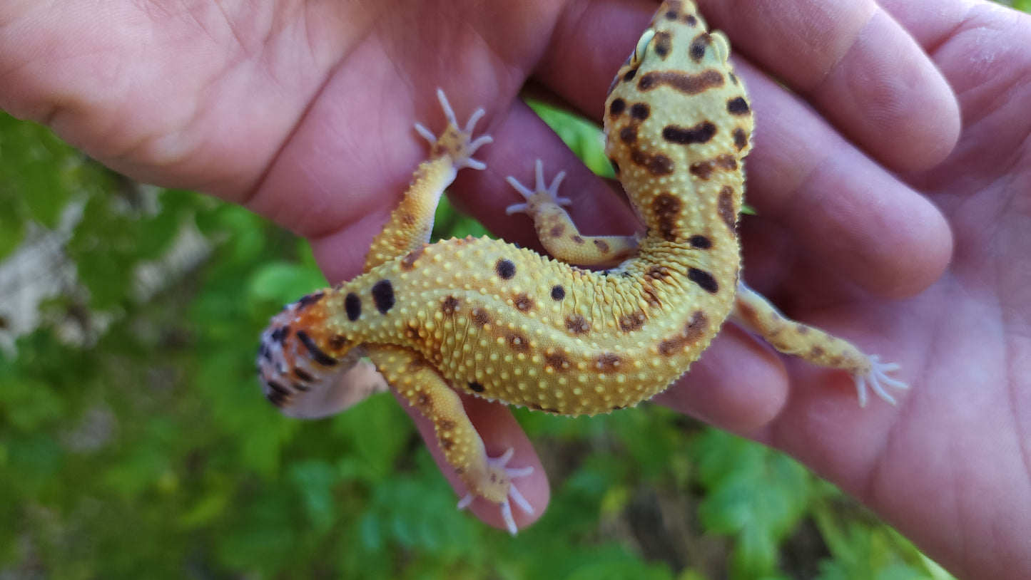 Female Inferno Bold Emerine Leopard Gecko