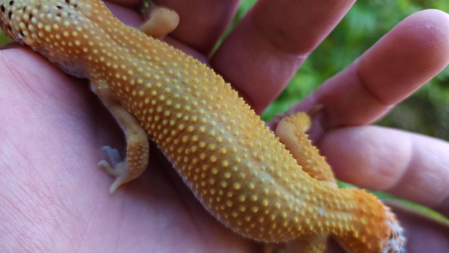 Female Blood Bold Emerine Cross Leopard Gecko
